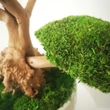 Bonsai tartósított gömbmohával 14.