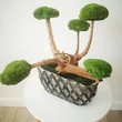 Bonsai tartósított gömbmohával 14.