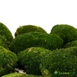GÖMBMOHA stabilizált sötétzöld