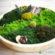 FOREST mohakép 30 cm
