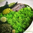 FOREST mohakép 30 cm